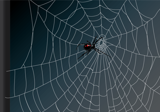 Spider & Cobweb Vector Illustration